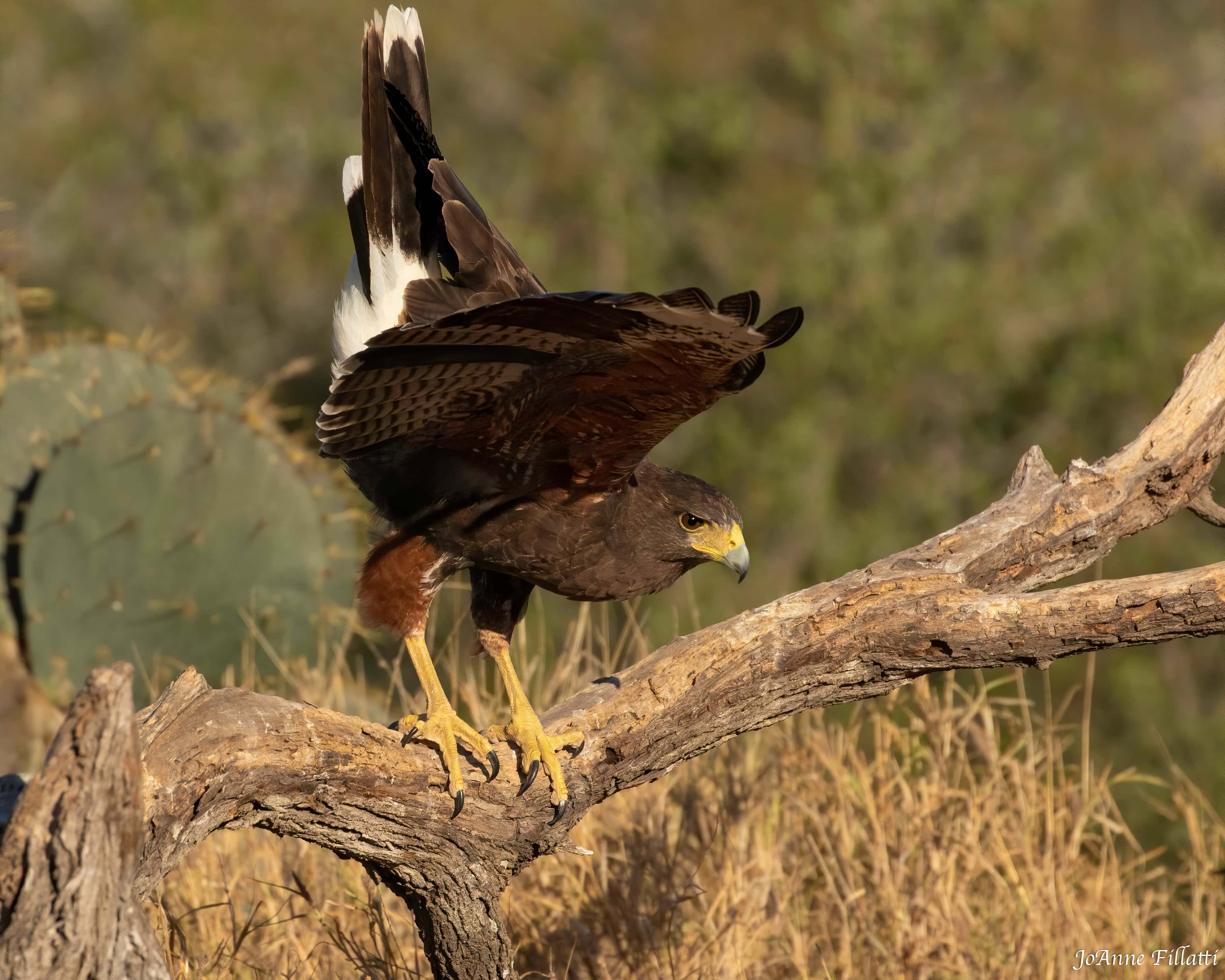 bird of texas image 8